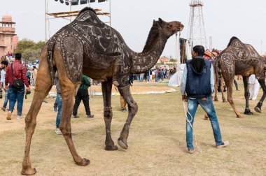 Bikaner, Rajasthan / Hindistan - Ocak 2019 : 
