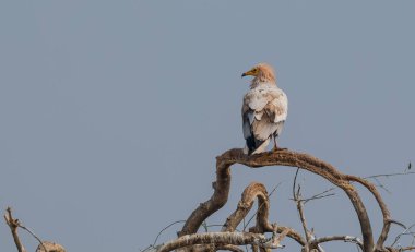 Bikaner 'deki Jorbeer Akbaba Sığınağında hayatta kalmak için yiyecek arayan Mısırlı akbaba.