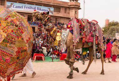 Bikaner, Rajasthan / India - January 2019 : decorated camel in bikaner camel festival