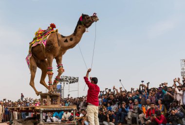 Bikaner, Rajasthan / India - January 2019 :Decorated camel performing dance to attract local and international tourist in a annual camel festival at bikane 