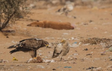 Steppe Eagle, Bikaner 'deki Jorbeer Akbaba Sığınağı' nda hayatta kalmak için çeşitli faaliyetlerde bulundu.