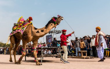 Bikaner, Rajasthan / India - January 2019 :Decorated camel performing dance to attract local and international tourist in a annual camel festival at bikane 