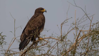 Steppe Eagle, Bikaner 'deki Jorbeer Akbaba Sığınağı' nda hayatta kalmak için çeşitli faaliyetlerde bulundu.