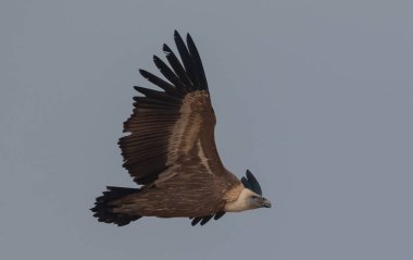 Himalaya Griffon Akbabası Bikaner, Rajasthan 'daki Jorbeer Akbaba Sığınağında