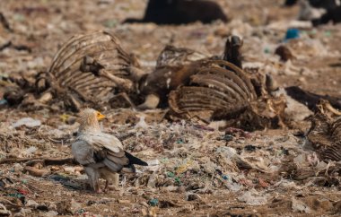 Bikaner 'deki Jorbeer Akbaba Sığınağında hayatta kalmak için yiyecek arayan Mısırlı akbaba.