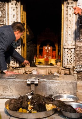 Bikaner, Rajasthan / Hindistan - Ocak 2019: Karni mata tapınağı Bikaner şehrinde ünlü bir Hindu tapınağı