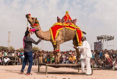 Bikaner, Rajasthan / Hindistan - Ocak 2019: Bikaner 'de düzenlenen yıllık deve festivalinde yerel ve uluslararası turistleri cezbetmek için deve dansı gösterisi