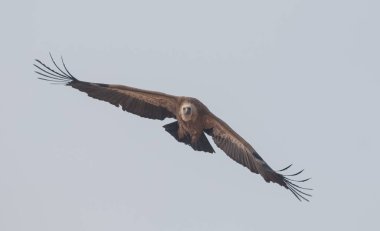 Himalaya Griffon Akbabası Jorbeer Akbaba Sığınak bikaner 'de