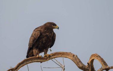 Steppe Eagle, Bikaner 'deki Jorbeer Akbaba Sığınağı' nda hayatta kalmak için çeşitli faaliyetlerde bulundu.