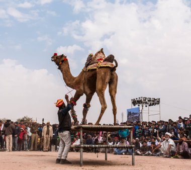 Bikaner, Rajasthan / Hindistan - Ocak 2019: Bikaner 'de düzenlenen yıllık deve festivalinde yerel ve uluslararası turistleri cezbetmek için deve dansı gösterisi