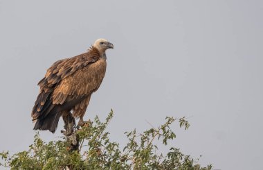 Himalaya Griffon Akbabası Bikaner, Rajasthan 'daki Jorbeer Akbaba Sığınağında