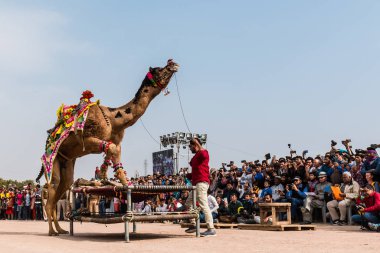 Bikaner, Rajasthan / India - January 2019 :Decorated camel performing dance to attract local and international tourist in a annual camel festival at bikane 