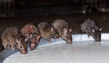 Bikaner, Rajasthan / Hindistan - Ocak 2019: Hint farelerinin Karni mata tapınağında yiyecek ve sütü var. Rajasthan 'ın Karni mata tapınağı aynı zamanda fare tapınağı olarak da bilinir.
