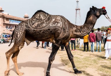 Bikaner, Rajasthan / Hindistan - Ocak 2019 : 