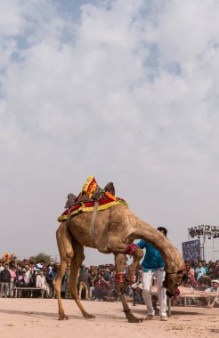 Bikaner, Rajasthan / India - January 2019 :Decorated camel performing dance to attract local and international tourist in a annual camel festival at bikane 