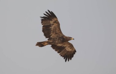 Steppe Eagle, Bikaner 'deki Jorbeer Akbaba Sığınağı' nda hayatta kalmak için çeşitli faaliyetlerde bulundu.