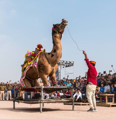 Bikaner, Rajasthan / India - January 2019 :Decorated camel performing dance to attract local and international tourist in a annual camel festival at bikane 