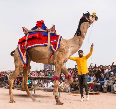 Bikaner, Rajasthan / India - January 2019 :Decorated camel performing dance to attract local and international tourist in a annual camel festival at bikane 
