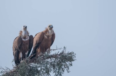 Griffon Akbabası Jorbeer Akbaba Sığınak bikaner 'de