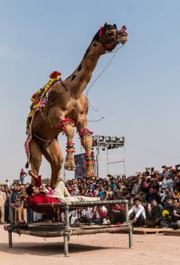 Bikaner, Rajasthan / India - January 2019 :Decorated camel performing dance to attract local and international tourist in a annual camel festival at bikane 