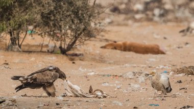 Steppe Eagle, Bikaner 'deki Jorbeer Akbaba Sığınağı' nda hayatta kalmak için çeşitli faaliyetlerde bulundu.