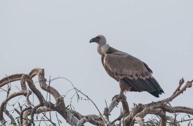 Himalaya Griffon Akbabası Bikaner, Rajasthan 'daki Jorbeer Akbaba Sığınağında