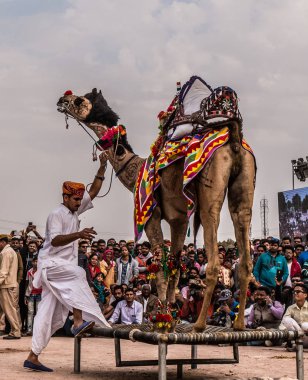 Bikaner, Rajasthan / Hindistan - Ocak 2019: Bikaner 'de düzenlenen yıllık deve festivalinde yerel ve uluslararası turistleri cezbetmek için deve dansı gösterisi