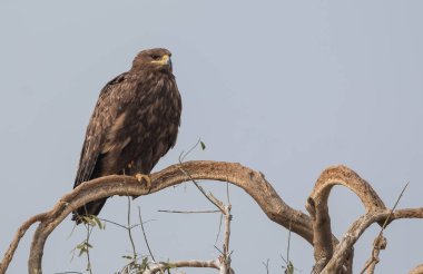 Steppe Eagle, Bikaner 'deki Jorbeer Akbaba Sığınağı' nda hayatta kalmak için çeşitli faaliyetlerde bulundu.