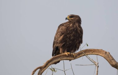 Steppe Eagle, Bikaner 'deki Jorbeer Akbaba Sığınağı' nda hayatta kalmak için çeşitli faaliyetlerde bulundu.