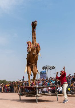 Bikaner, Rajasthan / India - January 2019 :Decorated camel performing dance to attract local and international tourist in a annual camel festival at bikane 