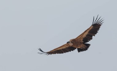 Griffon Vulture, Jorbeer Akbaba Sığınağında uçuyor.
