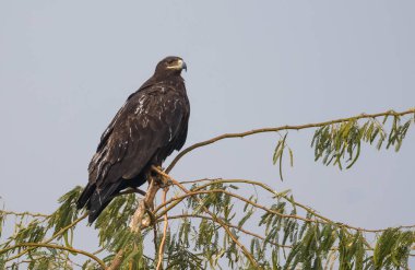Steppe Eagle, Bikaner 'deki Jorbeer Akbaba Sığınağı' nda hayatta kalmak için çeşitli faaliyetlerde bulundu.