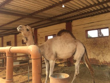 Bikaner, Rajasthan / Hindistan - Ocak 2019: Çöl kralı devesi bikaner deve çiftliğinde kendini döndürüyor