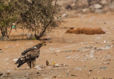Steppe Eagle, Bikaner 'deki Jorbeer Akbaba Sığınağı' nda hayatta kalmak için çeşitli faaliyetlerde bulundu.