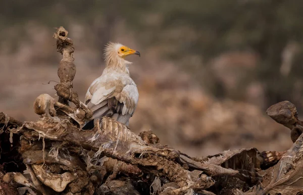 Vulturul Egiptean Jorbeer Vulture Sanctuar Bikaner — Fotografie, imagine de stoc