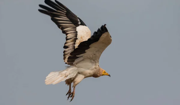 Vulturul Egiptean Caută Hrană Pentru Supraviețuire Sanctuarul Jorbeer Vulture Din — Fotografie, imagine de stoc