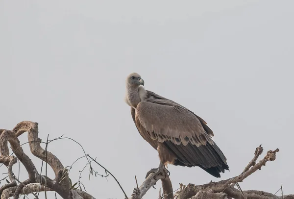 Himalaya Griffon Vulture Bij Jorbeer Vulture Sanctuary Bikaner Rajasthan — Stockfoto
