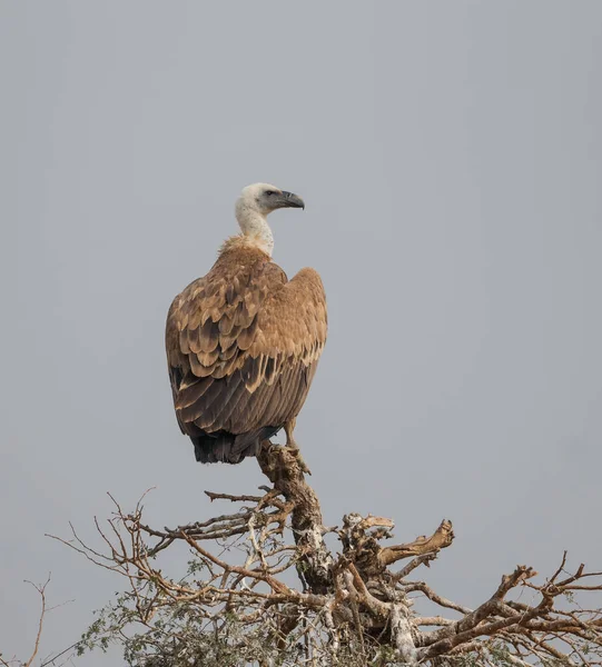 Griffon Vulture Jorbeer Vulture Sanctuar Bikaner — Fotografie de stoc gratuită