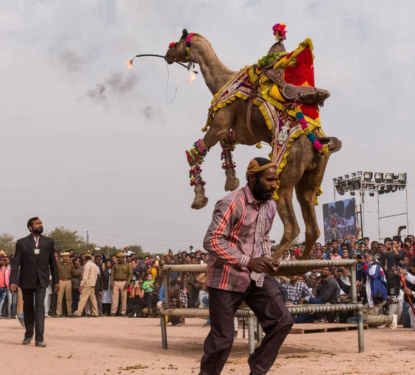 Bikaner Rajasthan India January 2019 Decorated Camel Performing Dance Attract — Φωτογραφία Αρχείου