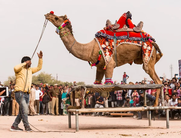 Bikaner Rajastão Índia Janeiro 2019 Camelo Decorado Dançando Para Atrair — Fotografia de Stock