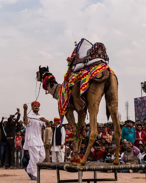 Bikaner Rajasthan India January 2019 Διακοσμημένος Χορός Καμήλας Για Την — Φωτογραφία Αρχείου