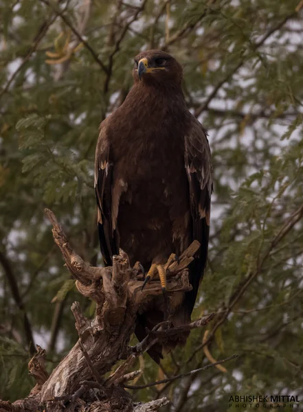 Estepe Águia Raptor Pássaro Perching Rajasthan Índia — Fotografia de Stock