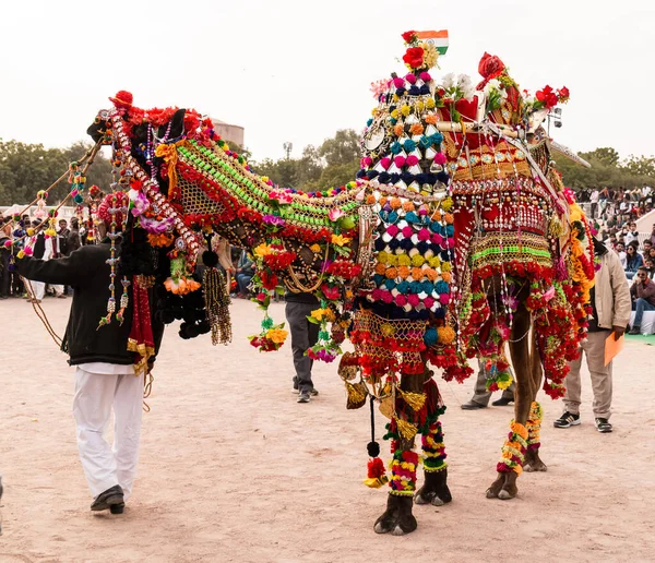 Bikaner Rajasthan Índia Janeiro 2019 Camelo Decorado Dançando Para Atrair — Fotografia de Stock