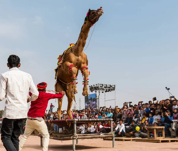 Bikaner Rajasthan India January 2019 Decorated Camel Performing Dance Attract — Stockfoto