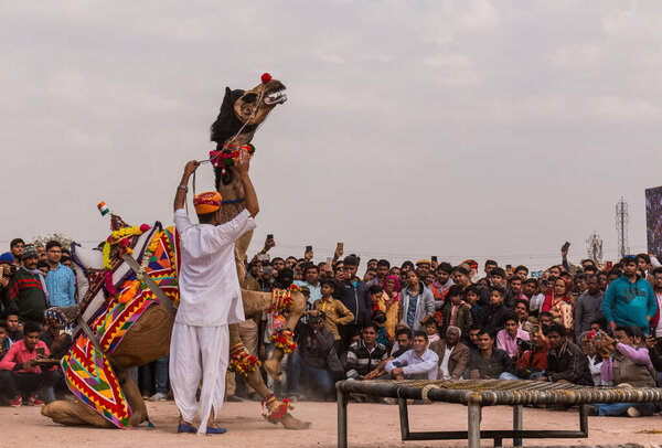 Bikaner, Rajasthan / India - January 2019 :Decorated camel performing dance to attract local and international tourist in a annual camel festival at bikaner