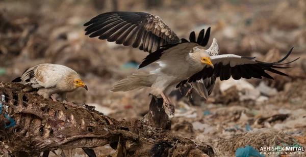 Egyptian Vulture Jorbeer Vulture Bikaner — стокове фото