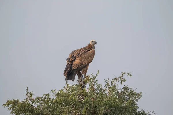 Himalajski Sęp Griffon Jorbeer Vulture Sanctuary Bikaner Rajasthan — Zdjęcie stockowe