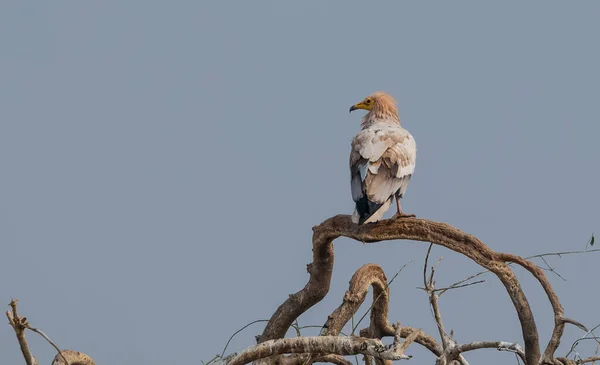 Vulturul Egiptean Caută Hrană Pentru Supraviețuire Sanctuarul Jorbeer Vulture Din — Fotografie, imagine de stoc