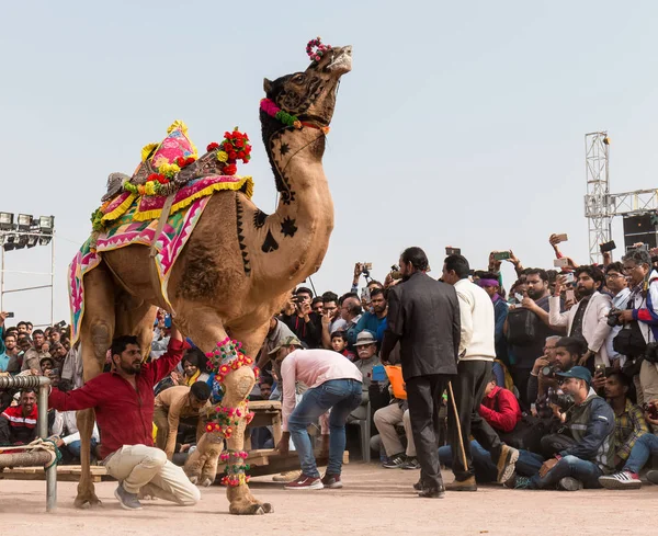 Bikaner Rajasthan India January 2019 Decorated Camel Performing Dance Attract — Stockfoto