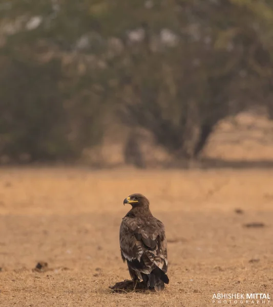 Steppe Eagle Raptor Kuşu Rajasthan Hindistan Tünedi — Stok fotoğraf